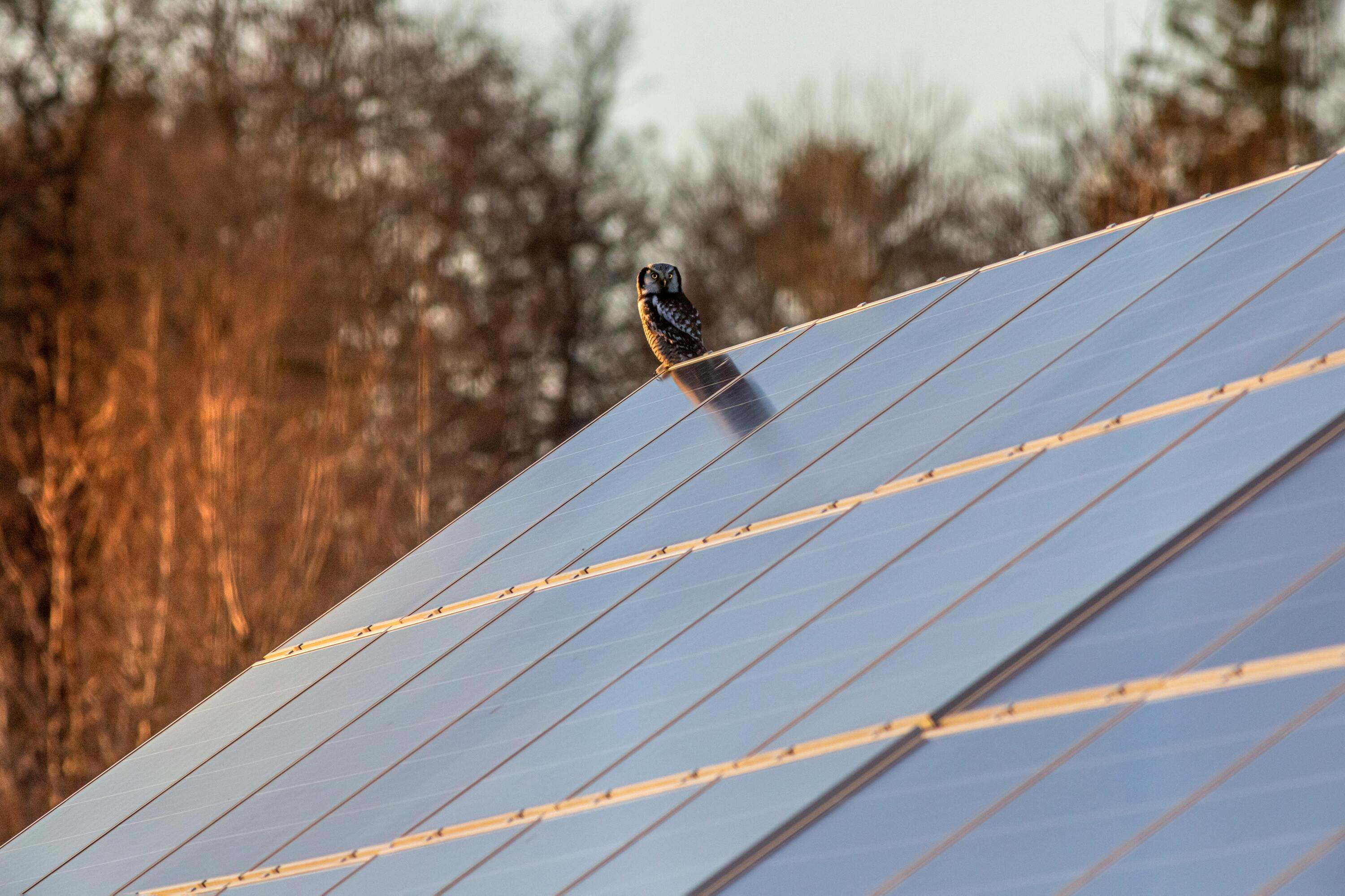 Protect Your Roof from Birds with These Bird Deterrents